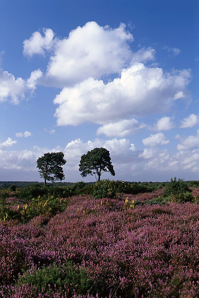 Summer Pine Trees and Heather, Bratley View